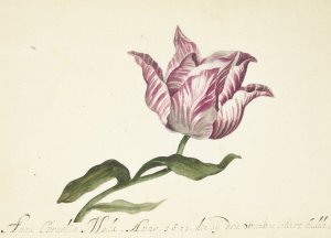 Tulip by Anna Cornelia Moda Oil Painting
