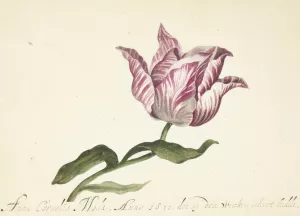Tulip by Anna Cornelia Moda Oil Painting