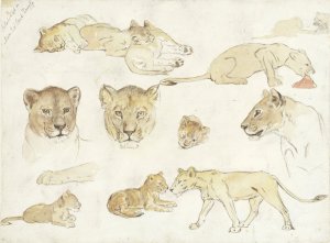 Studies van leeuwen by Anna Maria Kruijff Oil Painting