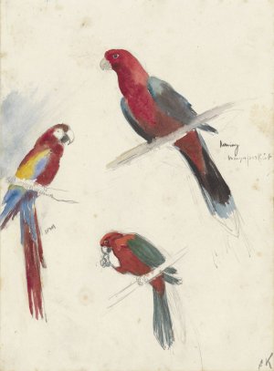 Studies van papegaaien by Anna Maria Kruijff Oil Painting