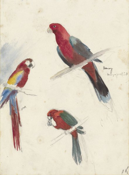 Studies van papegaaien  by Anna Maria Kruijff - Hand-Painted Oil Painting Reproduction