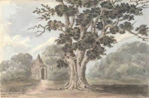 Queen Elizabeth's Oak near Finborough Hall July 31, 1824 by Anne Rushout Oil Painting