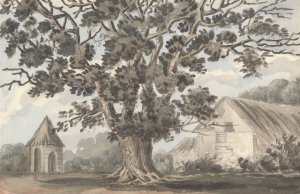 Queen Elizabeth's Oak near Finborough Hall by Anne Rushout Oil Painting