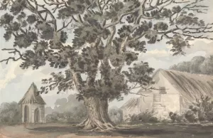 Queen Elizabeth's Oak near Finborough Hall by Anne Rushout Oil Painting