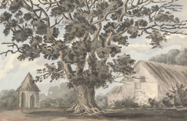 Queen Elizabeth's Oak near Finborough Hall  by Anne Rushout - Hand-Painted Oil Painting Reproduction
