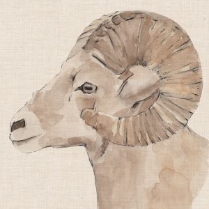 Bighorn Profile I by Annie Warren Oil Painting