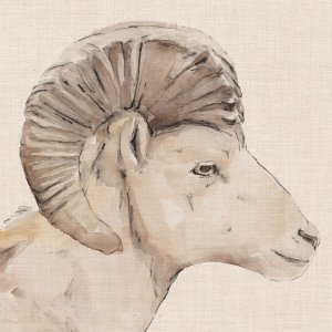 Bighorn Profile II by Annie Warren Oil Painting