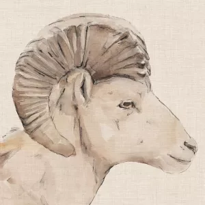 Bighorn Profile II by Annie Warren Oil Painting