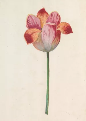 Tulip Oil painting by Anselmus Boetius De Boodt