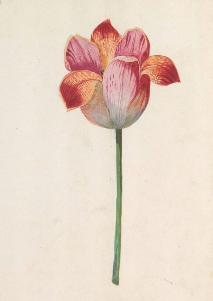 Tulip  by Anselmus Boetius De Boodt - Hand-Painted Oil Painting Reproduction
