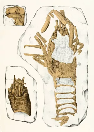 Die crustaceen der bohmischen kreideformation Pl. 2 by Antonin Fric Oil Painting