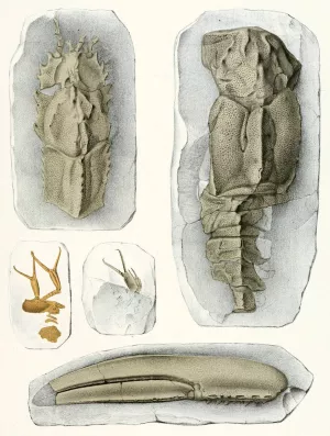 Die crustaceen der bohmischen kreideformation Pl. 3 Oil painting by Antonin Fric