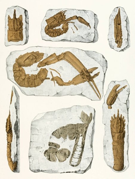 Die crustaceen der bohmischen kreideformation Pl. 4  by Antonin Fric - Hand-Painted Oil Painting Reproduction