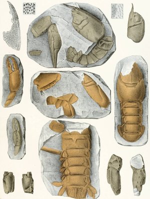 Die crustaceen der bohmischen kreideformation Pl. 5 by Antonin Fric Oil Painting