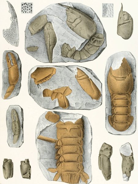 Die crustaceen der bohmischen kreideformation Pl. 5  by Antonin Fric - Hand-Painted Oil Painting Reproduction