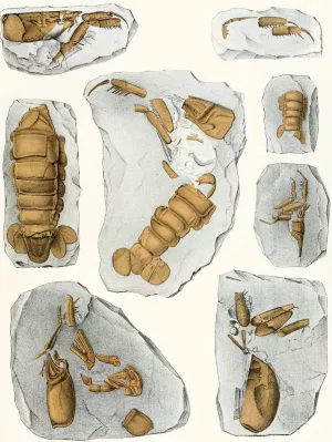 Die crustaceen der bohmischen kreideformation Pl. 8 by Antonin Fric Oil Painting