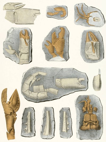 Die crustaceen der bohmischen kreideformation Pl. 9  by Antonin Fric - Hand-Painted Oil Painting Reproduction