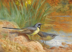5 Grey Wagtails by Archibald Thorburn Oil Painting