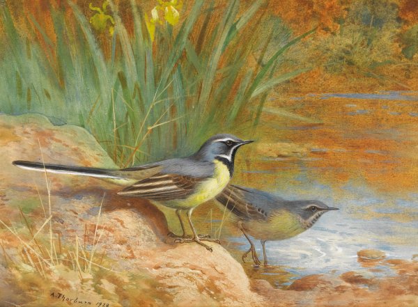 5 Grey Wagtails  by Archibald Thorburn - Hand-Painted Oil Painting Reproduction