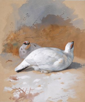 A brace Of Ptarmigan In The Snow by Archibald Thorburn Oil Painting