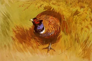 A Cock Pheasant by Archibald Thorburn - Oil Painting Reproduction