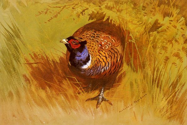 Main Product Photo of A Cock Pheasant Painting by Archibald Thorburn