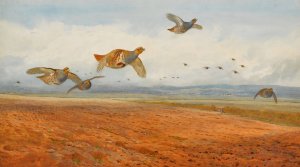 A Covey of Grey Partridge in Flight by Archibald Thorburn Oil Painting
