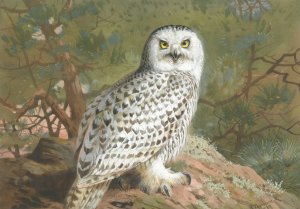 A Female Snowy Owl by Archibald Thorburn Oil Painting
