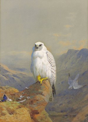 A Greenland falcon on a rocky outcrop by Archibald Thorburn Oil Painting