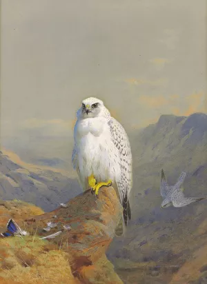 A Greenland falcon on a rocky outcrop by Archibald Thorburn Oil Painting