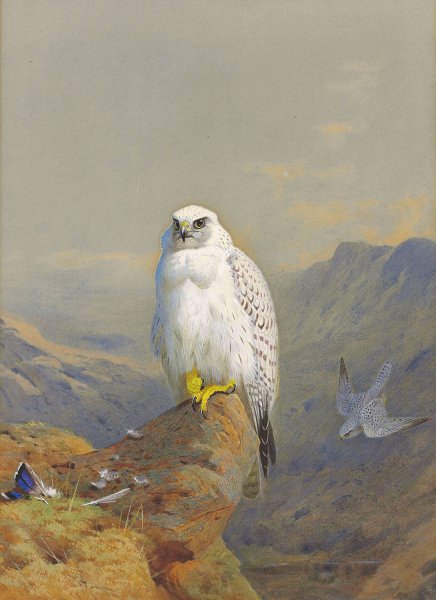 Main Product Photo of A Greenland falcon on a rocky outcrop  Painting by Archibald Thorburn