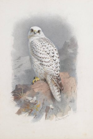 A Greenland Falcon by Archibald Thorburn Oil Painting