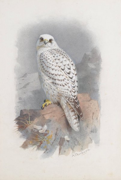 A Greenland Falcon by Archibald Thorburn - Hand-Painted Oil Painting Reproduction