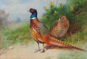 A hen and cock pheasant by gorse by Archibald Thorburn Oil Painting