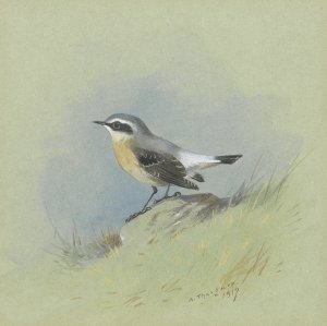 A Male Wheatear by Archibald Thorburn Oil Painting