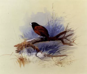 A Nepalese Black-Headed Nun in the Branch of a Tree by Archibald Thorburn Oil Painting