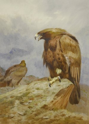 A Pair Of Golden Eagles by Archibald Thorburn Oil Painting
