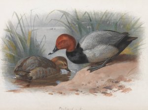 A Pair Of Pochard by Archibald Thorburn Oil Painting