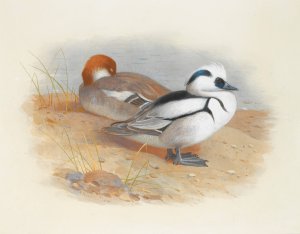 A Pair Of Smew Ducks by Archibald Thorburn Oil Painting