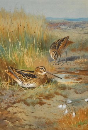 A Pair of Snipe by Archibald Thorburn Oil Painting