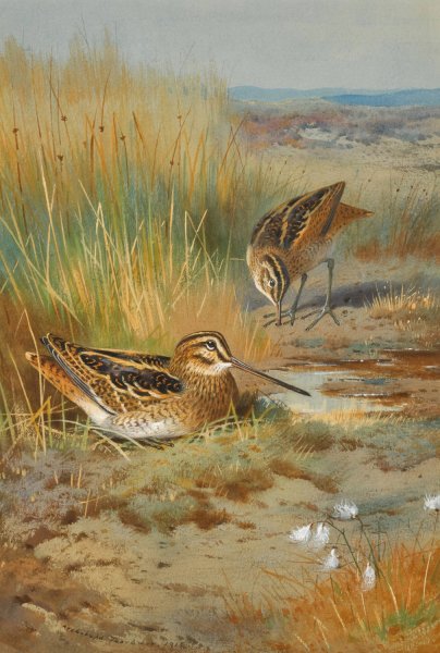 A Pair of Snipe  by Archibald Thorburn - Hand-Painted Oil Painting Reproduction