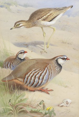 A Stone Curlew And A Pair Of French Partridge by Archibald Thorburn Oil Painting
