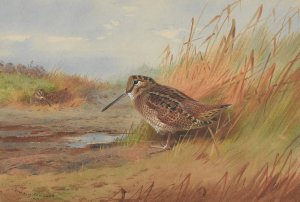 A Woodcock by Archibald Thorburn Oil Painting