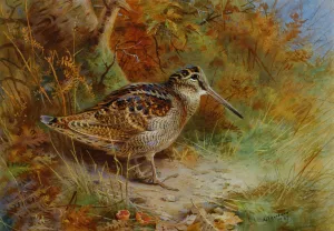 A Woodcock painting by Archibald Thorburn
