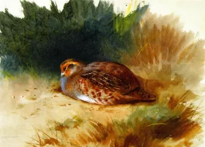 A Young Partridge painting by Archibald Thorburn