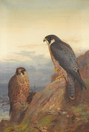 An Adult And Immature Peregrine by Archibald Thorburn Oil Painting
