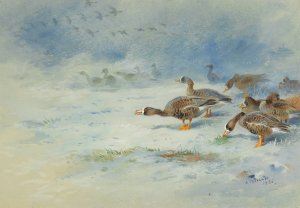 Arnacle Geese by Archibald Thorburn Oil Painting