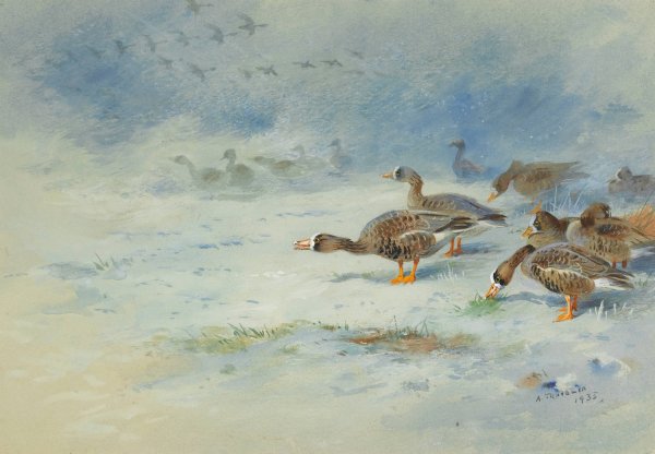 Arnacle Geese  by Archibald Thorburn - Hand-Painted Oil Painting Reproduction