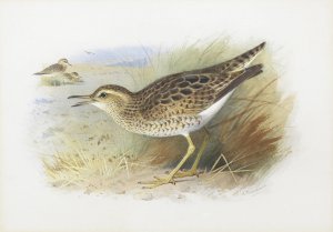 Bartram's Plover by Archibald Thorburn Oil Painting