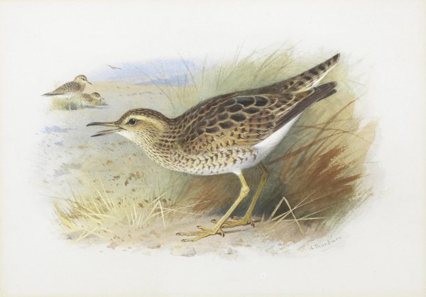 Bartram's Plover by Archibald Thorburn - Hand-Painted Oil Painting Reproduction
